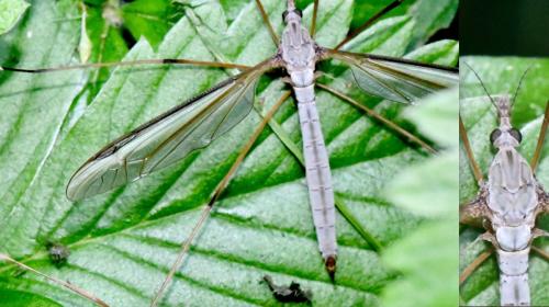 Tipula oleracea